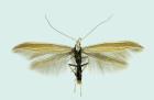 Figure 5. Coleophora fringillella, adult, wingspan 19 mm (Photograph: Ignác Richter).
