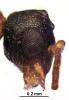 Figure 1b. Strumigenys argiola – head of the same male, lateral view (photo: A. Šestáková).