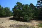 Obrázok 3. Voľne rastúce borovice na pohyblivej pieskovej dune veku asi 40 rokov prechádzajúce do 100-ročného zapojeného porastu pri obci Lakšárska Nová Ves (foto: M. Kulfan).